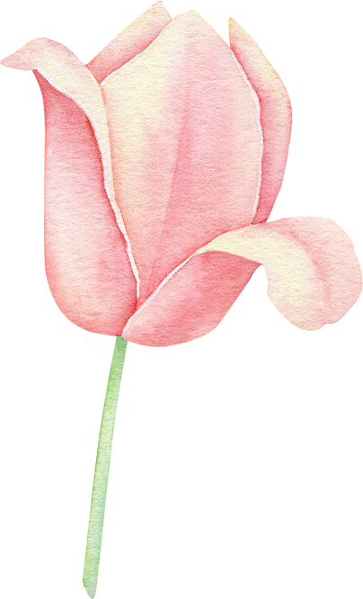 Watercolor pink tulip